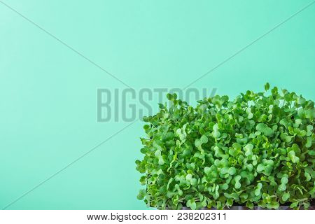 Young Fresh Green Sprouts Of Potted Water Cress On Pastel Turquoise Background. Gardening Healthy Pl