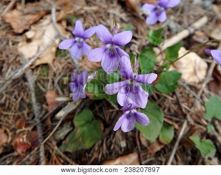 Viola Reichenbachiana, Wild Forest Violet In The Spring Forest