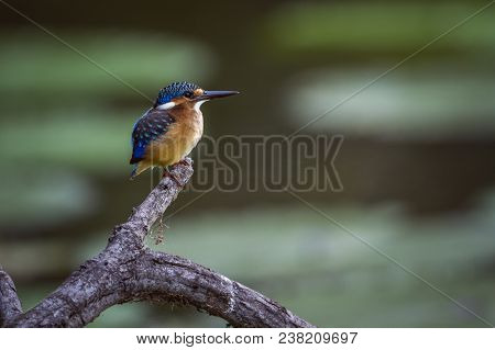 Half-collared Kingfisher In Kruger National Park South Africa ; Specie Alcedo Semitorquata Family Of