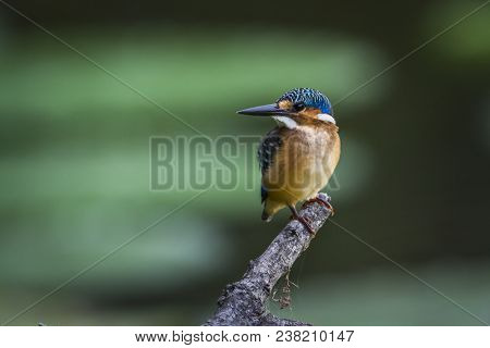 Half-collared Kingfisher In Kruger National Park South Africa ; Specie Alcedo Semitorquata Family Of