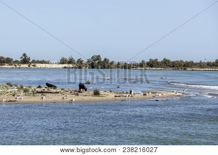 Wild Bulls Praze And Rest At A Beach In The Rhone Delta In The Camarque, France