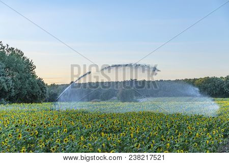Water Sprinkler On A Sunflower Field For Water Irrigatio,