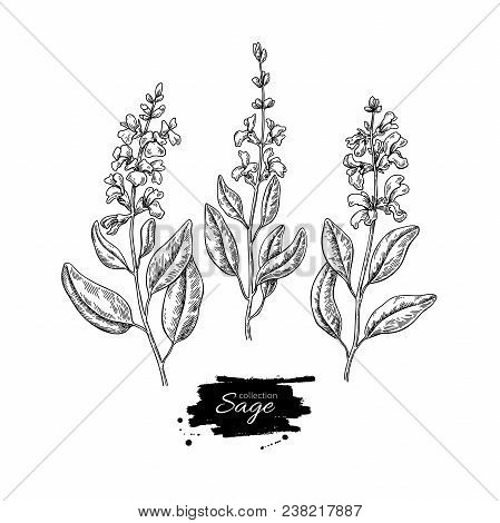 Sage Vector Drawing Set. Isolated Plant With Flower And Leaves. Herbal Engraved Style Illustration. 