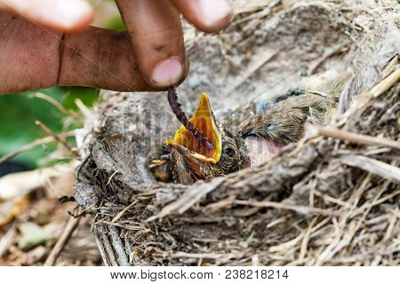 Feeding Wild Baby Bird In Nest