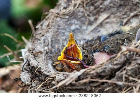 Llife Nest With Chicks In The Wild
