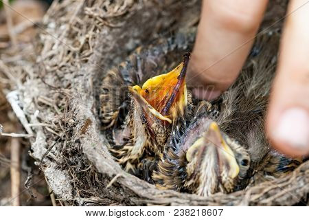 Feeding Wild Baby Bird In Nest