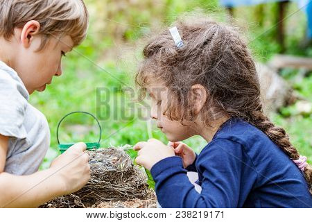 Children Feed Wild Chicks In Nest