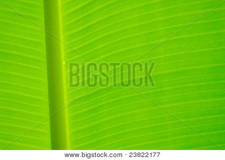 GreenBana