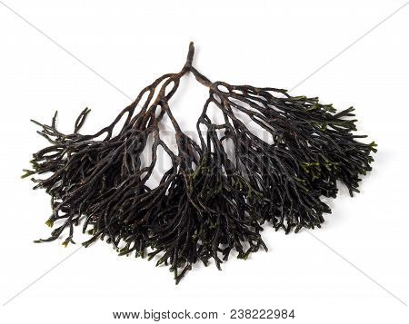 Codium - Velvet Horn - Spongeweed.

Edible Green Seaweed In The Family Codiaceae. Binomial Name: Cod
