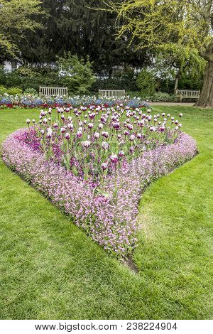 Beautiful Tulips In Jephson Gardens In Leamington Spa, England
