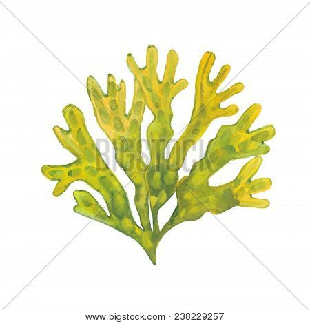 Algae Fucus, Watercolor Illustration  On White Background