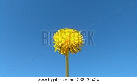 Dandelion Spring Flower On A Blue Background.
