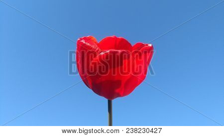 Red Tulip On A Flower On A Blue Background.