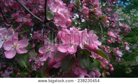 Spring Flowering Of Apple Trees Is Beautiful Lilac.