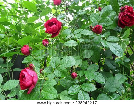 The Leaves Of Red Rose Of Flammentanz Variety Is Covering Drops Of Dew After Rain. Beautiful Floral 