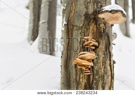 Pleurotus Pulmonarius