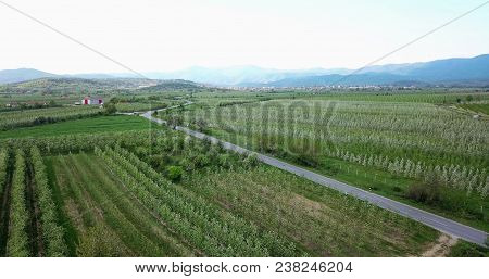 Drone Photography,aerial View Of Orchards In Resen, Prespa, Macedonia