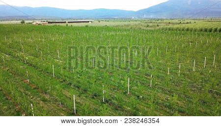 Drone Photography,aerial View Of Orchards In Resen, Prespa, Macedonia