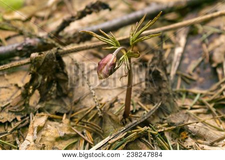 Unopened Red Bud Of Snowdrop Anemone Uralensis (
