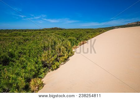 Sand Dune Of Bolonia Beach, Province Cadiz, Andalucia, Spain