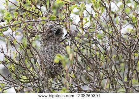 American Bushtit Bird Nest At Vancouver Bc Canada