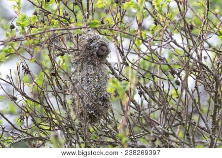 American Bushtit Bird Nest