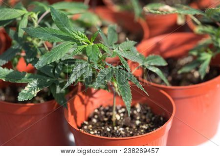 Marijuana Plant Growing, Green Leaves Close Up.