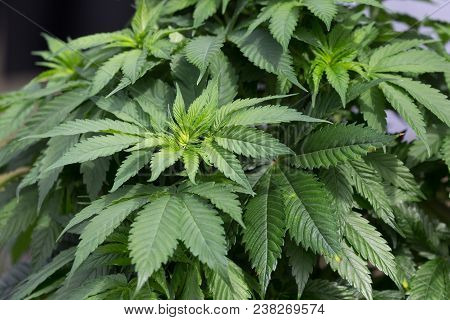 Marijuana Plant Growing, Green Leaves Close Up.