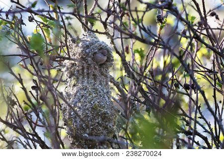American Bushtit Bird Nest At Vancouver Bc Canada
