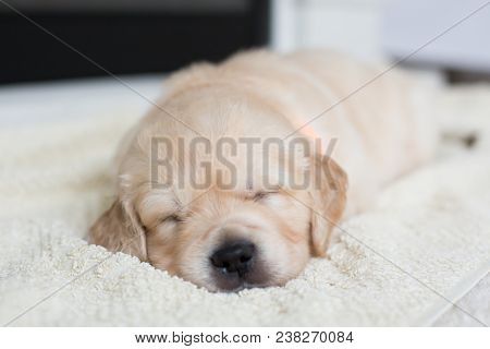 Portrait Of Cute Sleeping Golden Retriever Puppy On The Blanket. Lovely One Month Old Baby Boy Breed