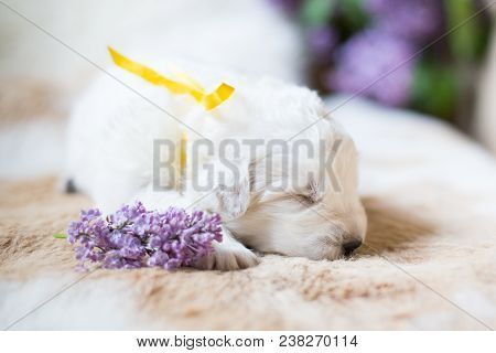 Close Up Portrait Of White Fluffy Pup. Portrait Of One Week Old Maremma Puppy Sleeping With Lilac Fl