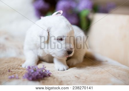 Close Up Portrait Of Lovely White Fluffy Pup With Pink Ribbon. Profile Portrait Of One Week Old Cute