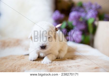 Close Up Portrait Of Lovely White Fluffy Pup With Beige Ribbon. Portrait Of One Week Old Cute Maremm