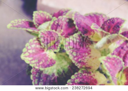 Selective Focus Shot And Blurred Image, Coleus ( Solenostemon Scutellaides) Plant In Ceramic Pot. Va