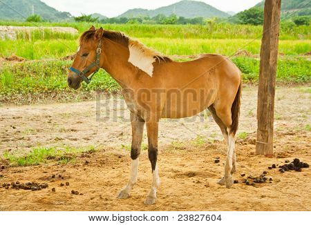 Giovane cavallo in piedi In stallo