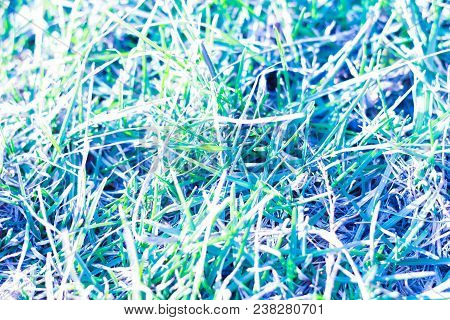 Texture Of Grass Pastel Blue, Green And Blue Xture Of Grass Pastel Blue