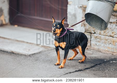 Young Doberman Pinscher Tied To The Pipe
