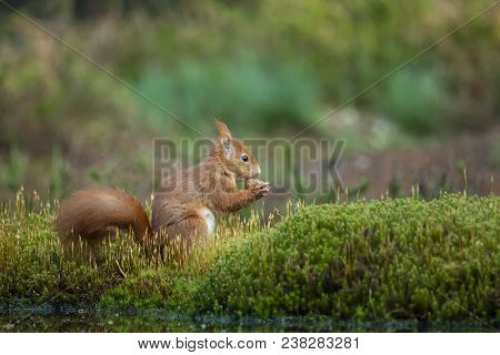 Squirrel Eats A Nut And Sits In The Moss
