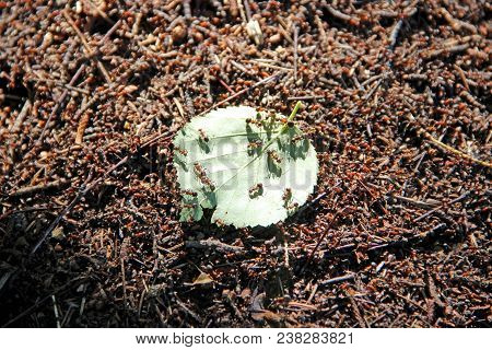 Funny Deal As Little Ants Coming Together To Get Carry Huge Green Leaf Suddenly Dropped From A Tree