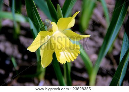 Macro Image Of Awesome Yellow Single Flower Bent Over Between Grass