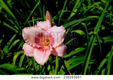 Close Up Of The Beautiful Flower With Gentle Pink Petals And Yellow Core On Green Grass Background