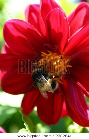 Dahlia Bumble Bee ile