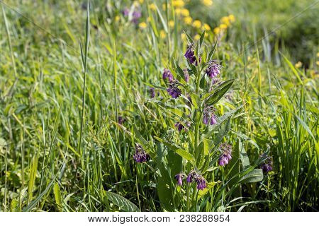 Purple Flowers Of A Common Comfrey Plant. Comfrey Is Used In Folk Medicine As An Alternative Medicin