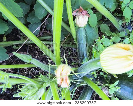 Green Zuccini   In Growth At Vegetable Garden. Wegetables From Organic Grower Farm. Summer Garden.