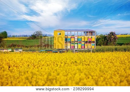 Hives Of Bees In The Apiary. Field Of Rapeseed Flowers In Bloom. Blue Sky With White Clouds