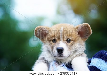 Corgi Puppy, Dog On The Grass In Summer Sunny Day