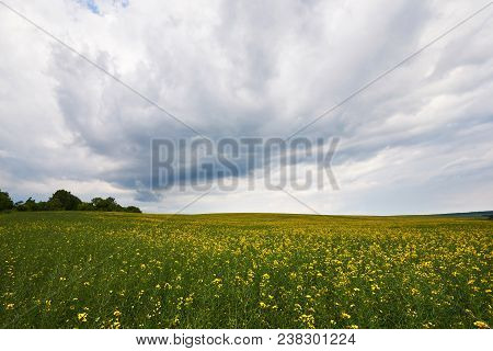 Field Of Bright Yellow Rapeseed In Spring. Rapeseed Brassica Napus Oil Seed Rape.