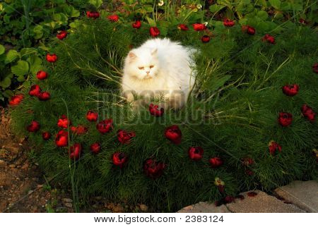 Kat i Paeonia