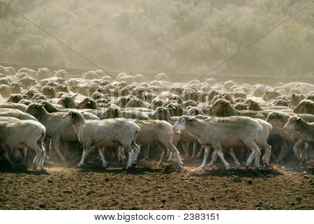 Stado owiec w kurzu, w stanie Nevada