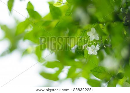 White Flowers, Small And Fragile, Moke